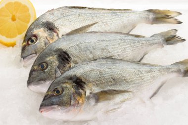 Buzda balık taze dorada. Hazır yemek pişirmek için.