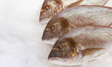 Buzda balık taze dorada. Hazır yemek pişirmek için.