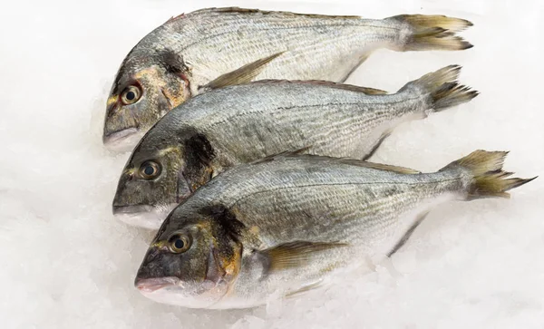 Färsk dorada fisk på isen. Redo för matlagning. — Stockfoto