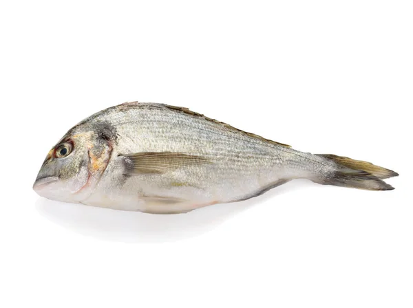 Ψάρια φρέσκα dorada που απομονώνονται σε λευκό φόντο — Φωτογραφία Αρχείου