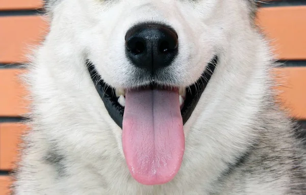 Chien Bonne Humeur Happy Dog Montre Une Langue Rose Positif — Photo