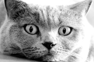 Gri kedi sana bakıyor. İskoç cinsi. Bir evcil hayvan portresi.