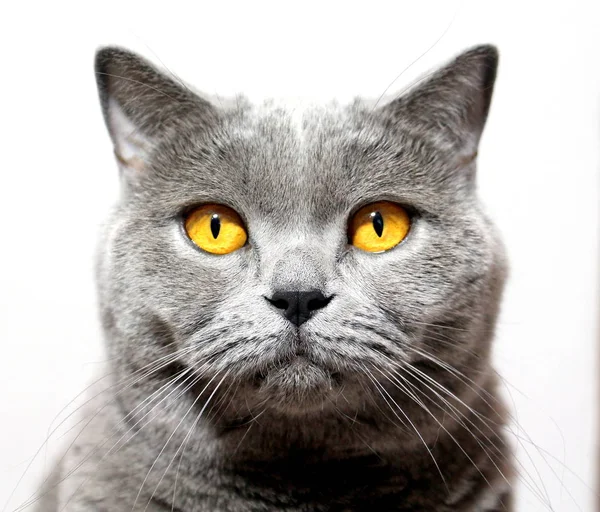 Серый Кот Смотрит Тебя Шотландская Порода Портрет Питомца — стоковое фото