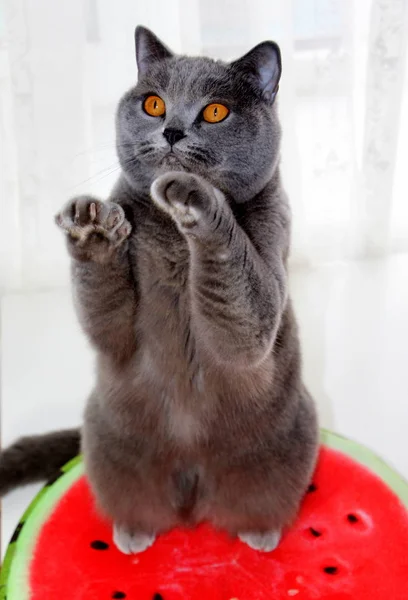 Schottische Katze Auf Einem Wassermelonenkissen Graue Katze Haustier Rote Matte — Stockfoto