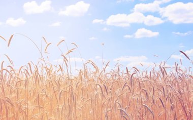 Buğday tarlaları. Olgun taneler. Bir çiftlikteki tarlada buğday başakları yetişir. Buğday hasadı. Ukrayna 'nın Doğası.