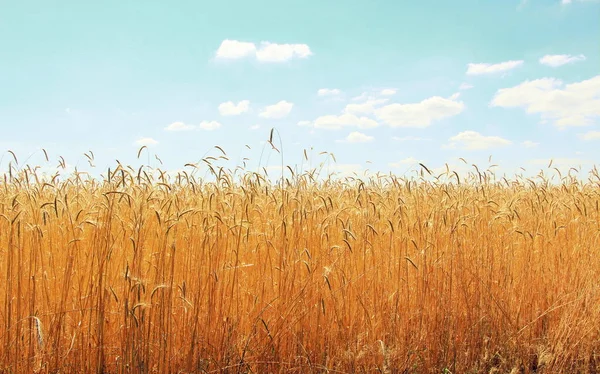 Champs Blé Des Grains Mûrs Les Épillets Blé Poussent Dans — Photo