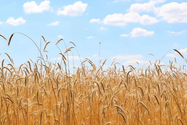 小麦の畑 穀物を熟す 小麦の小穂は農場の畑で成長する 小麦の収穫だ ウクライナの自然 — ストック写真