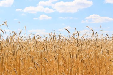 Buğday tarlaları. Olgun taneler. Bir çiftlikteki tarlada buğday başakları yetişir. Buğday hasadı. Ukrayna 'nın Doğası.
