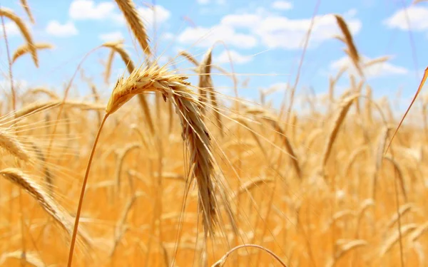 Pole Pšenice Zralá Zrna Špičáky Pšenice Rostou Poli Farmě Pšeničná — Stock fotografie