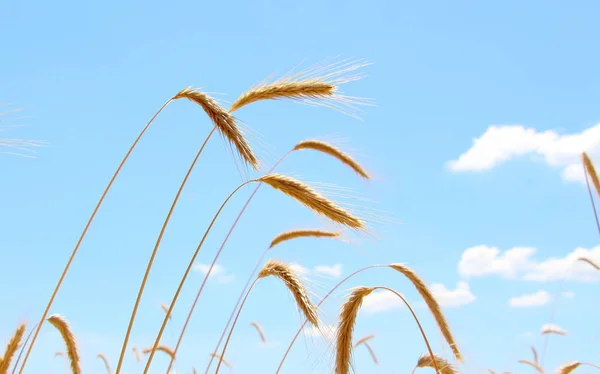 小麦の畑 穀物を熟す 小麦の小穂は農場の畑で成長する 小麦の収穫だ ウクライナの自然 — ストック写真