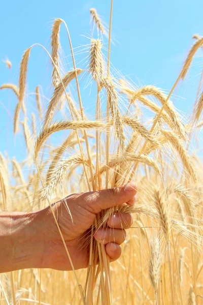 Weizenfelder Männliche Hand Hält Ähren Aus Weizen Weizen Ernten Das — Stockfoto