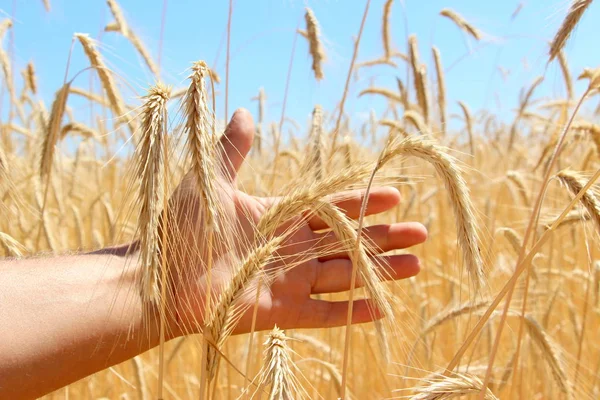 Fields Wheat Male Hand Holds Spikelets Wheat Harvest Wheat Nature — 스톡 사진