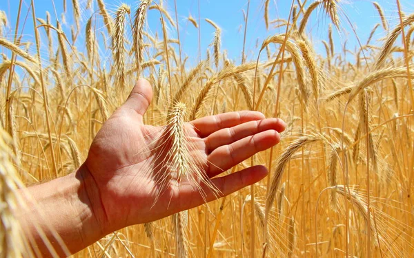 Weizenfelder Männliche Hand Hält Ähren Aus Weizen Weizen Ernten Das — Stockfoto