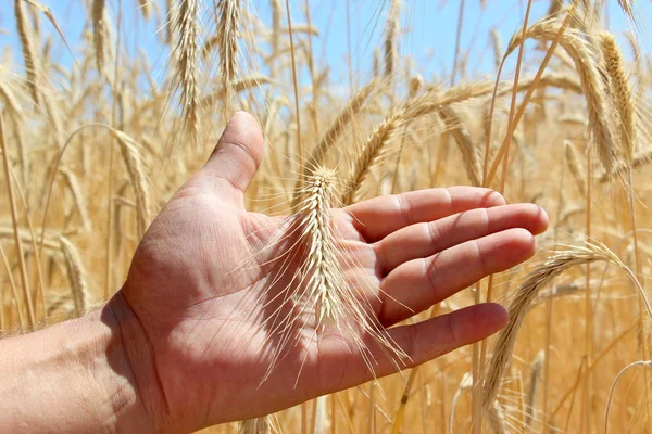 Weizenfelder Männliche Hand Hält Ähren Aus Weizen Weizen Ernten Das — Stockfoto