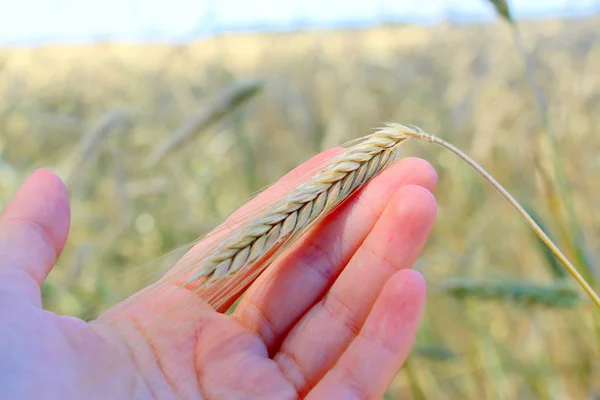 Weizenfelder Männliche Hand Hält Ähren Aus Weizen Weizen Ernten Das — Stockfoto