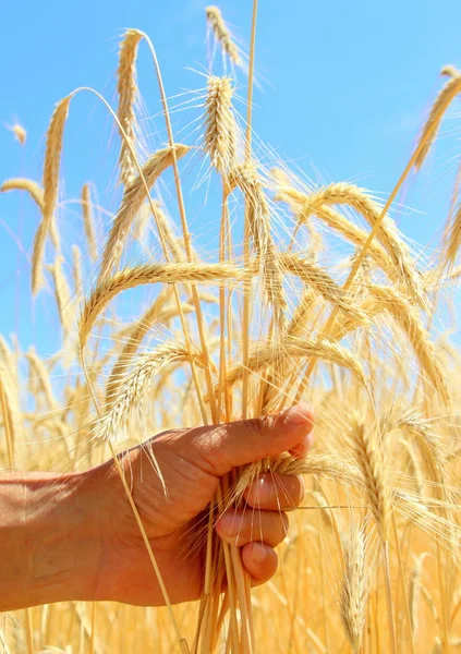 Weizenfelder Männliche Hand Hält Ähren Aus Weizen Weizen Ernten Das — Stockfoto