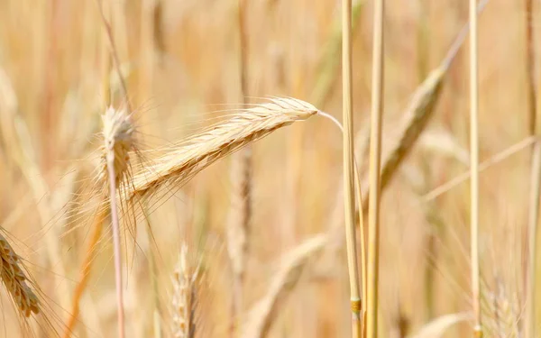 Поля Пшениці Дозрілі Зерна Павичі Пшениці Ростуть Полі Фермі Пшенична — стокове фото