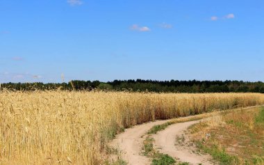 Buğday tarlaları. Olgun taneler. Bir çiftlikteki tarlada buğday başakları yetişir. Buğday hasadı. Ukrayna 'nın Doğası.