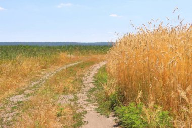 Buğday tarlaları. Olgun taneler. Bir çiftlikteki tarlada buğday başakları yetişir. Buğday hasadı. Ukrayna 'nın Doğası.