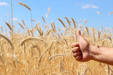 Buğday tarlaları. Olgun taneler. Bir çiftlikteki tarlada buğday başakları yetişir. Buğday hasadı. Ukrayna 'nın Doğası.