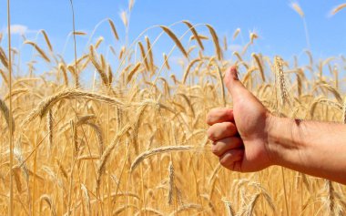 Buğday tarlaları. Olgun taneler. Bir çiftlikteki tarlada buğday başakları yetişir. Buğday hasadı. Ukrayna 'nın Doğası.