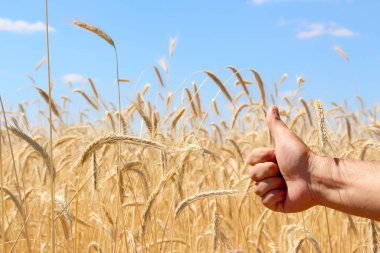 Buğday tarlaları. Olgun taneler. Bir çiftlikteki tarlada buğday başakları yetişir. Buğday hasadı. Ukrayna 'nın Doğası.