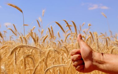 Buğday tarlaları. Olgun taneler. Bir çiftlikteki tarlada buğday başakları yetişir. Buğday hasadı. Ukrayna 'nın Doğası.