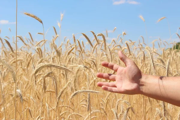 Pole Pšenice Zralá Zrna Špičáky Pšenice Rostou Poli Farmě Pšeničná — Stock fotografie