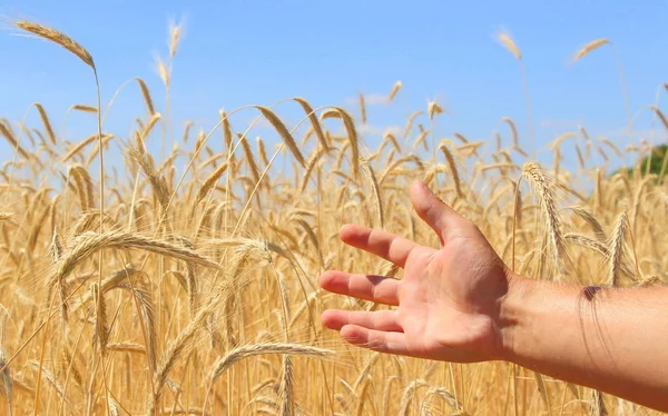 Pole Pšenice Zralá Zrna Špičáky Pšenice Rostou Poli Farmě Pšeničná — Stock fotografie