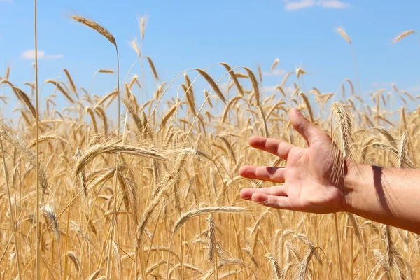 Pole Pšenice Zralá Zrna Špičáky Pšenice Rostou Poli Farmě Pšeničná — Stock fotografie