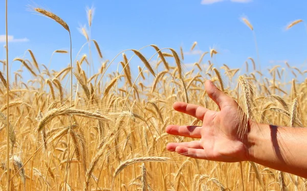 Pole Pšenice Zralá Zrna Špičáky Pšenice Rostou Poli Farmě Pšeničná — Stock fotografie