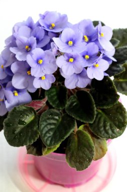 Küçük mavi menekşe çiçekleri. Tencerede taze çiçekler.