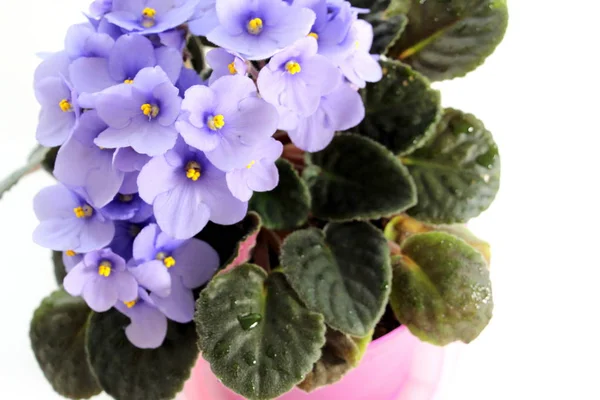 Small flowers of blue violets close-up. Fresh flowers in a pot.