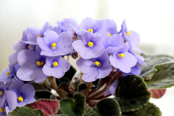 Small flowers of blue violets close-up. Fresh flowers in a pot.