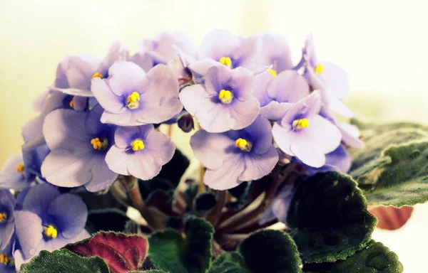 Small flowers of blue violets close-up. Fresh flowers in a pot.