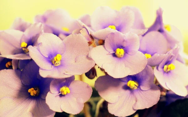 Kleine Blüten Blauer Veilchen Großaufnahme Frische Blumen Topf — Stockfoto