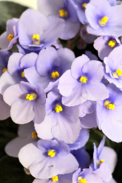 Small flowers of blue violets close-up. Fresh flowers in a pot.