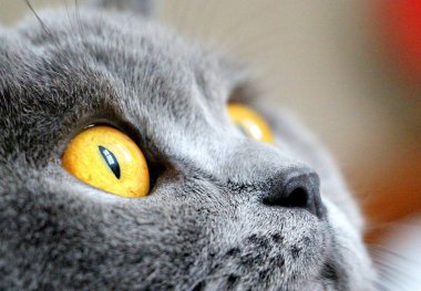 Büyük sarı gözlü gri kedi. Yakından bak..