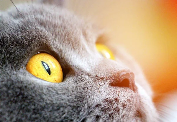 Серый Кот Большими Желтыми Глазами Крупным Планом — стоковое фото