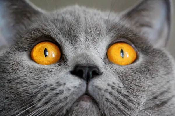Gato Cinza Com Grandes Olhos Amarelos Close — Fotografia de Stock