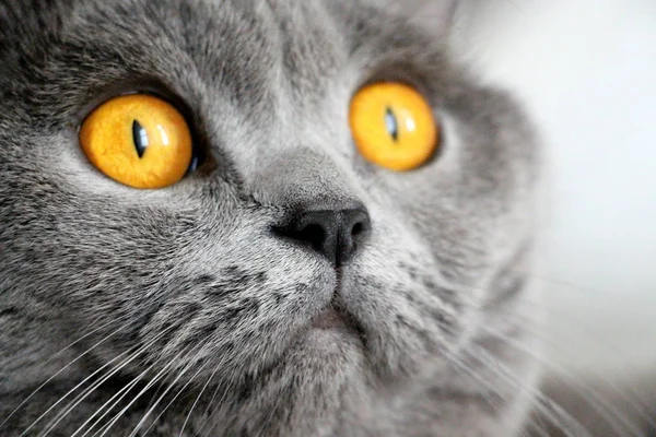 Серый Кот Большими Желтыми Глазами Крупным Планом — стоковое фото