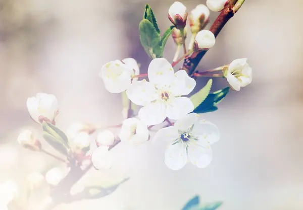 Frühling Weiße Kleine Apfelbäumchen Blühen Auf Einem Baum — Stockfoto