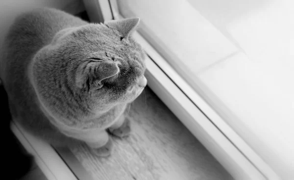 Gato Gris Está Mirando Raza Escocesa Retrato Una Mascota — Foto de Stock