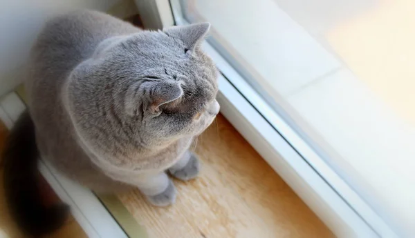 Gato Gris Está Mirando Raza Escocesa Retrato Una Mascota — Foto de Stock