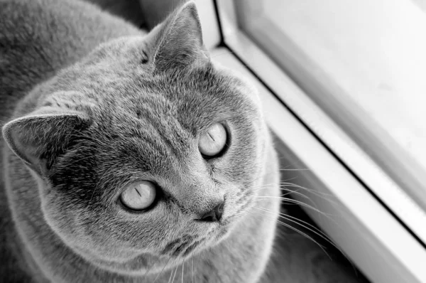 Gato Cinzento Está Olhar Para Raça Escocesa Retrato Animal Estimação — Fotografia de Stock