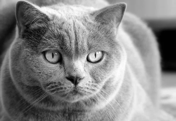 Серый Кот Смотрит Тебя Шотландская Порода Портрет Питомца — стоковое фото