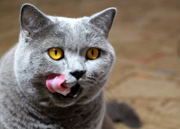 Gato Cinzento Está Olhar Para Raça Escocesa Retrato Animal Estimação — Fotografia de Stock