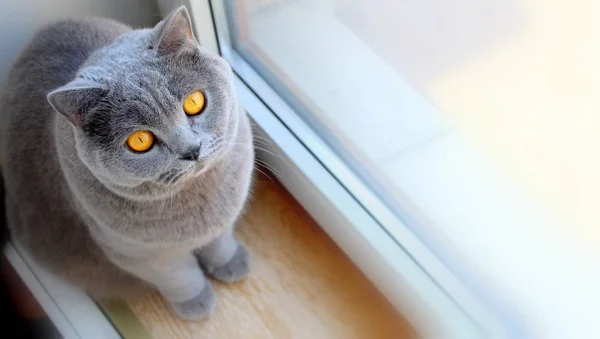 Gato Cinzento Está Olhar Para Raça Escocesa Retrato Animal Estimação — Fotografia de Stock