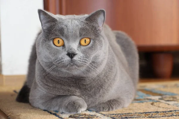 Gri Kedi Sana Bakıyor Skoç Cinsi Bir Evcil Hayvan Portresi — Stok fotoğraf