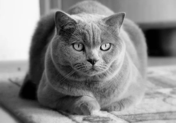Gray Cat Looking You Scottish Breed Portrait Pet — Stock Photo, Image